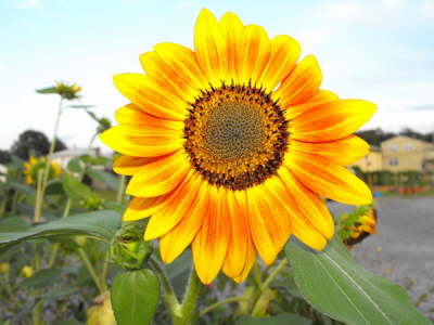 2008_0613march100109