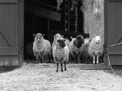 Sheep